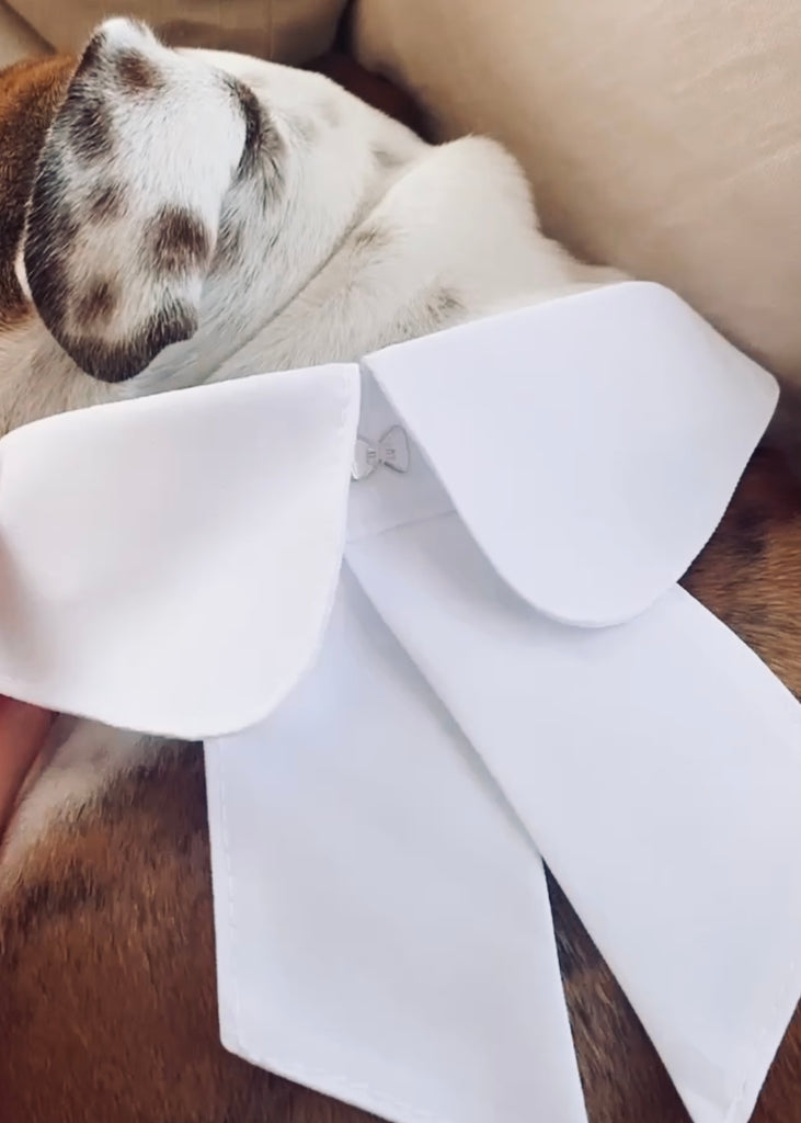Pawyered - Bouclette
